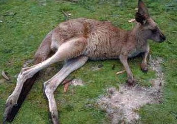 An Australian kangaroo.